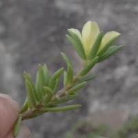 Portulaca suffruticosa Wall. ex Wight & Arn.